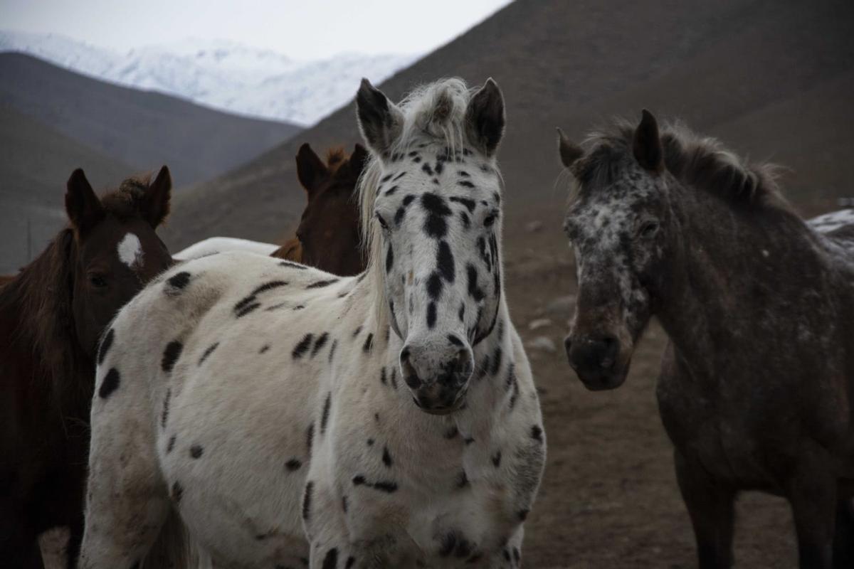 Ejemplares de caballo Appaloosa.