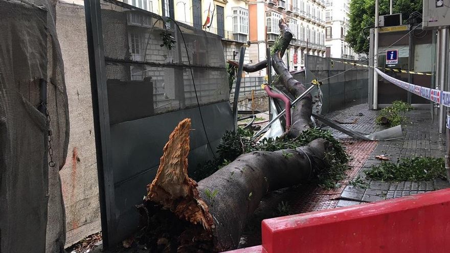 Rama caída en la Alameda Principal esta mañana.