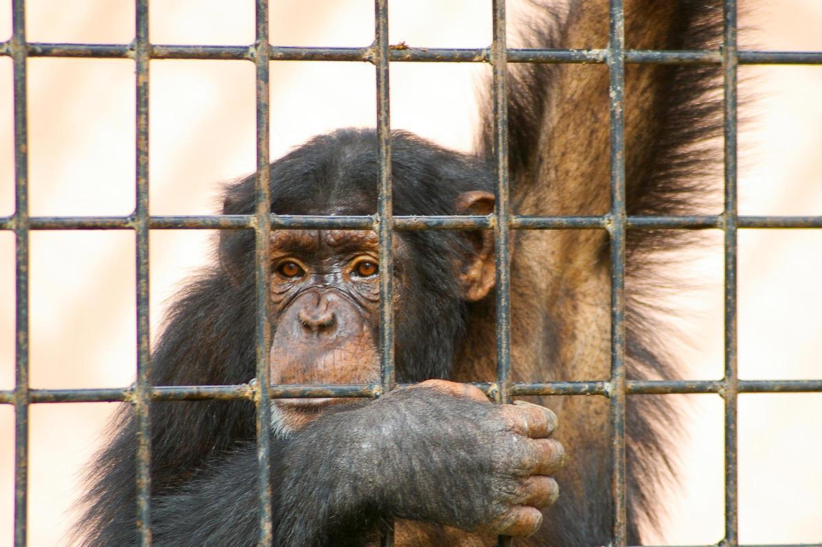 Alertan del riesgo de contagios entre humanos y simios.