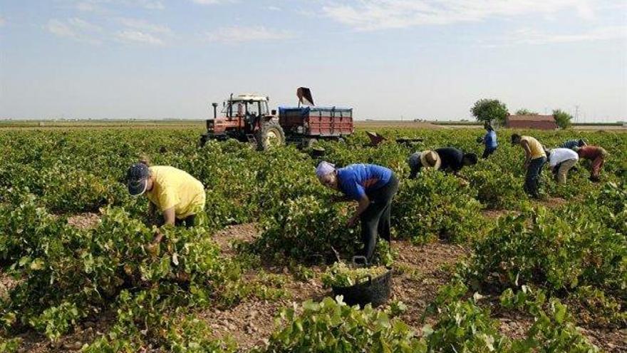 Agricultores y sindicatos esperan este año una vendimia sin problemas en la mano de obra