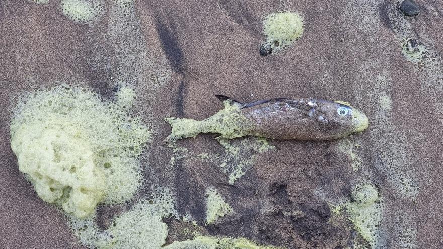 Cóctel en Las Canteras: nuevos peces globo muertos se unen a las microalgas