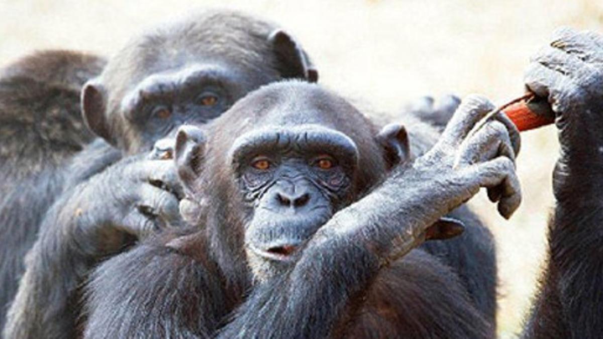 Chimpancés, en el centro de recuperación de primates de Riudellots de la Selva.