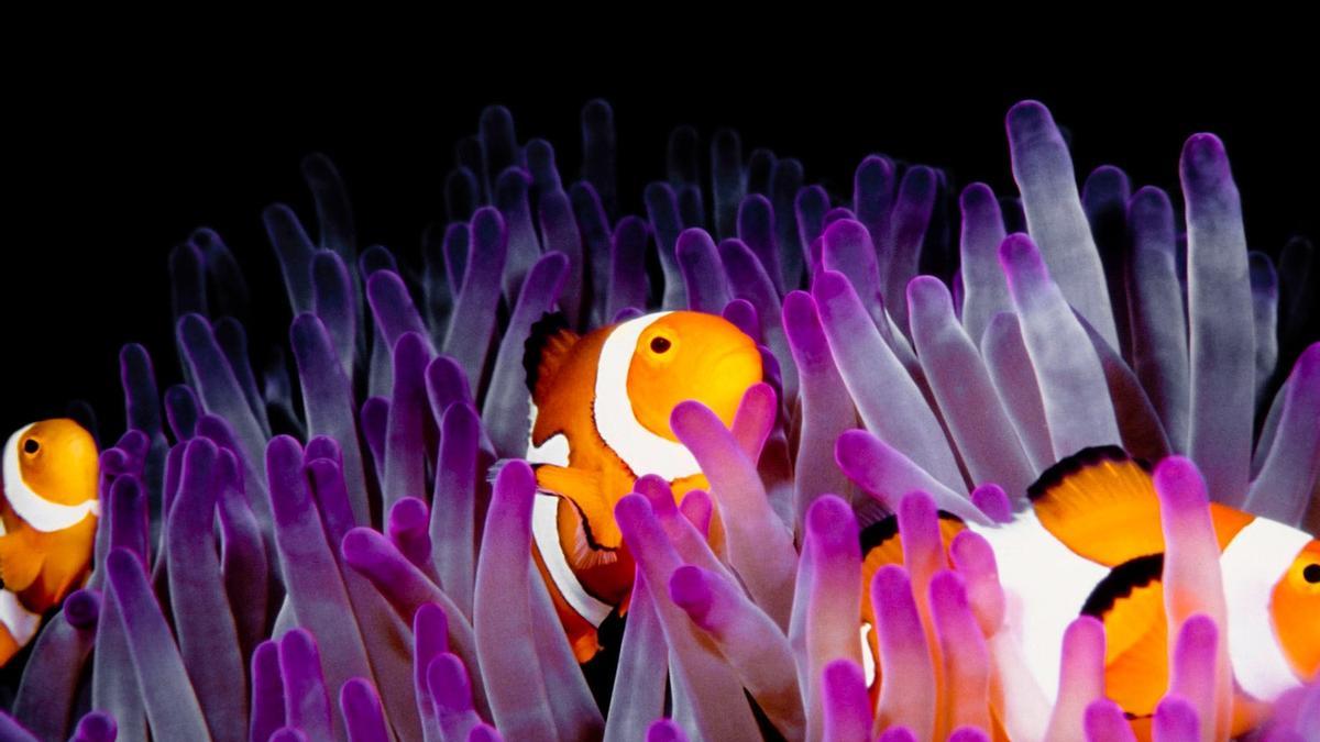 Vida salvaje en el fondo de la Gran Barrera de Coral
