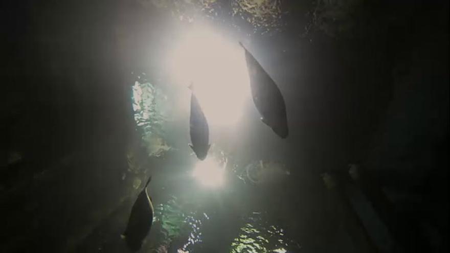 Ofrenda de flores subacuática en el acuario fluvial de Zaragoza