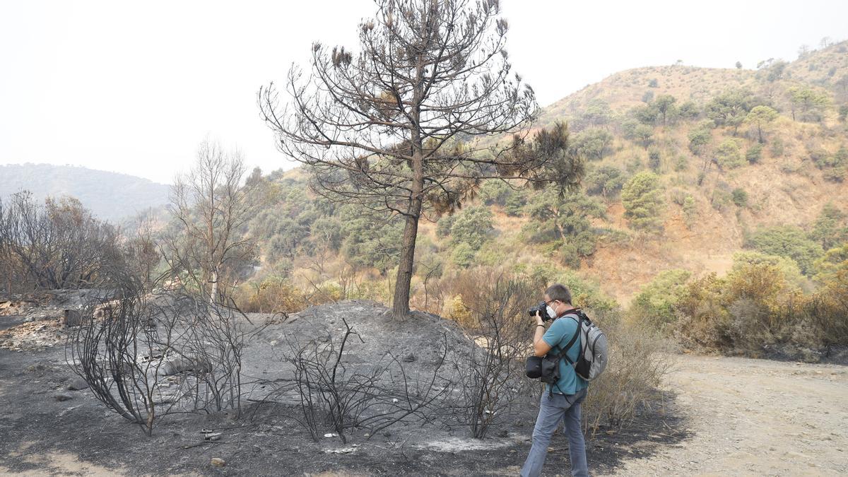 Un incendio en Sierra Bermeja provoca el desalojo de un millar personas en Estepona, Jubrique y Genalguacil
