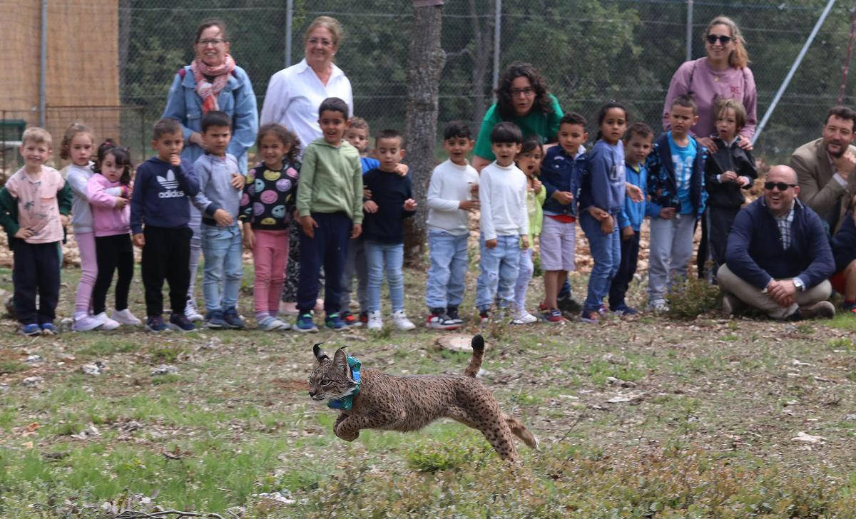 Liberación del lince ibérico.