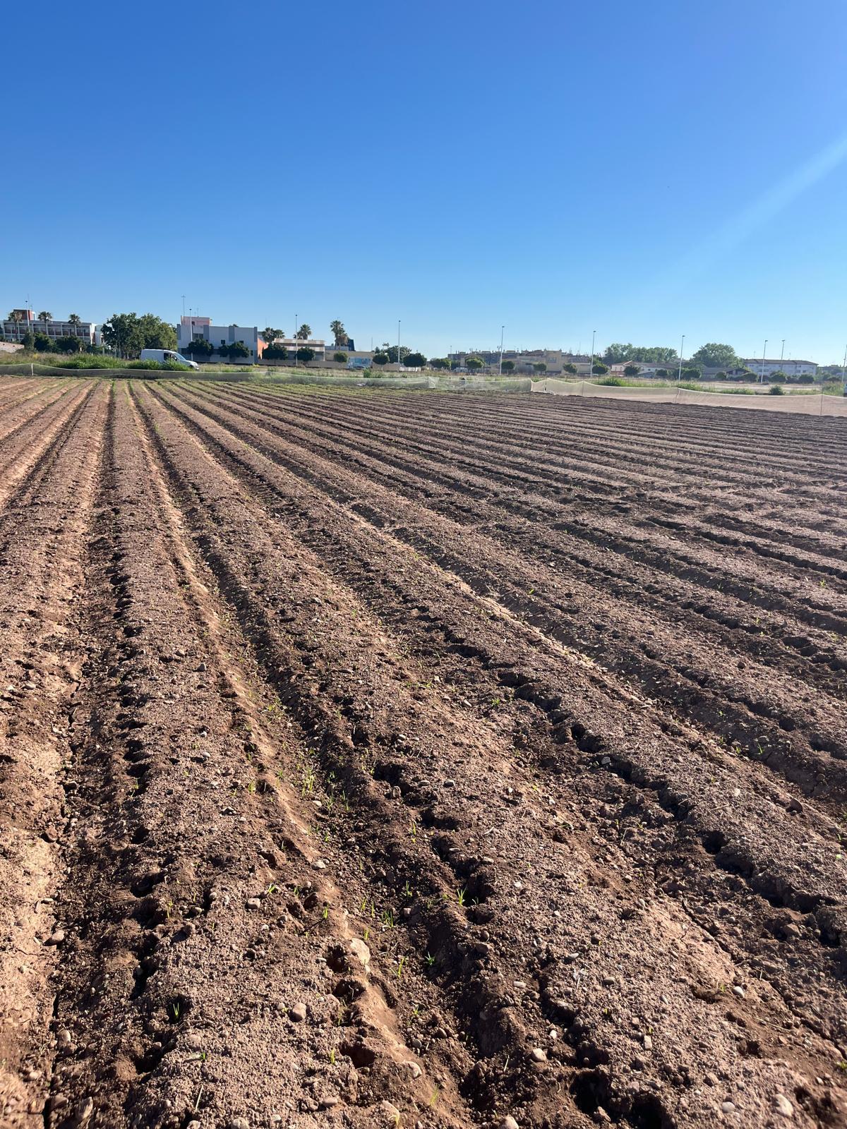 Plantación de chufa afectada por los conejos