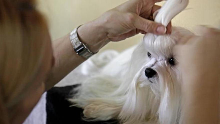 Algunos ejemplares recibieron cuidados de peluquería hasta el último momento.