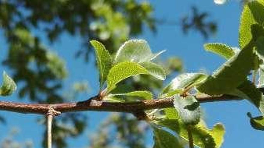 Ciruelas achicharradas.