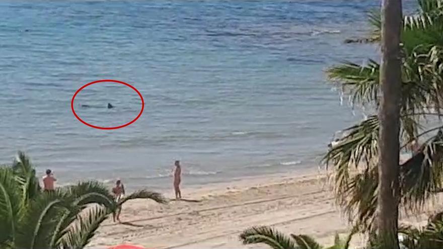 Vídeo | Un tiburón de dos metros asusta a los bañistas en una playa de Orihuela