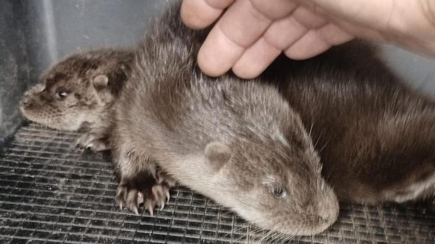 Las nutrias rescatadas esta mañana por la Xunta y el Seprona.