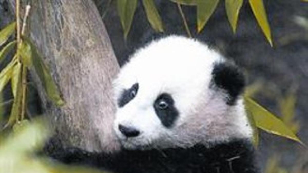 PANDA Es una de las 420 especies que China considera en peligro.