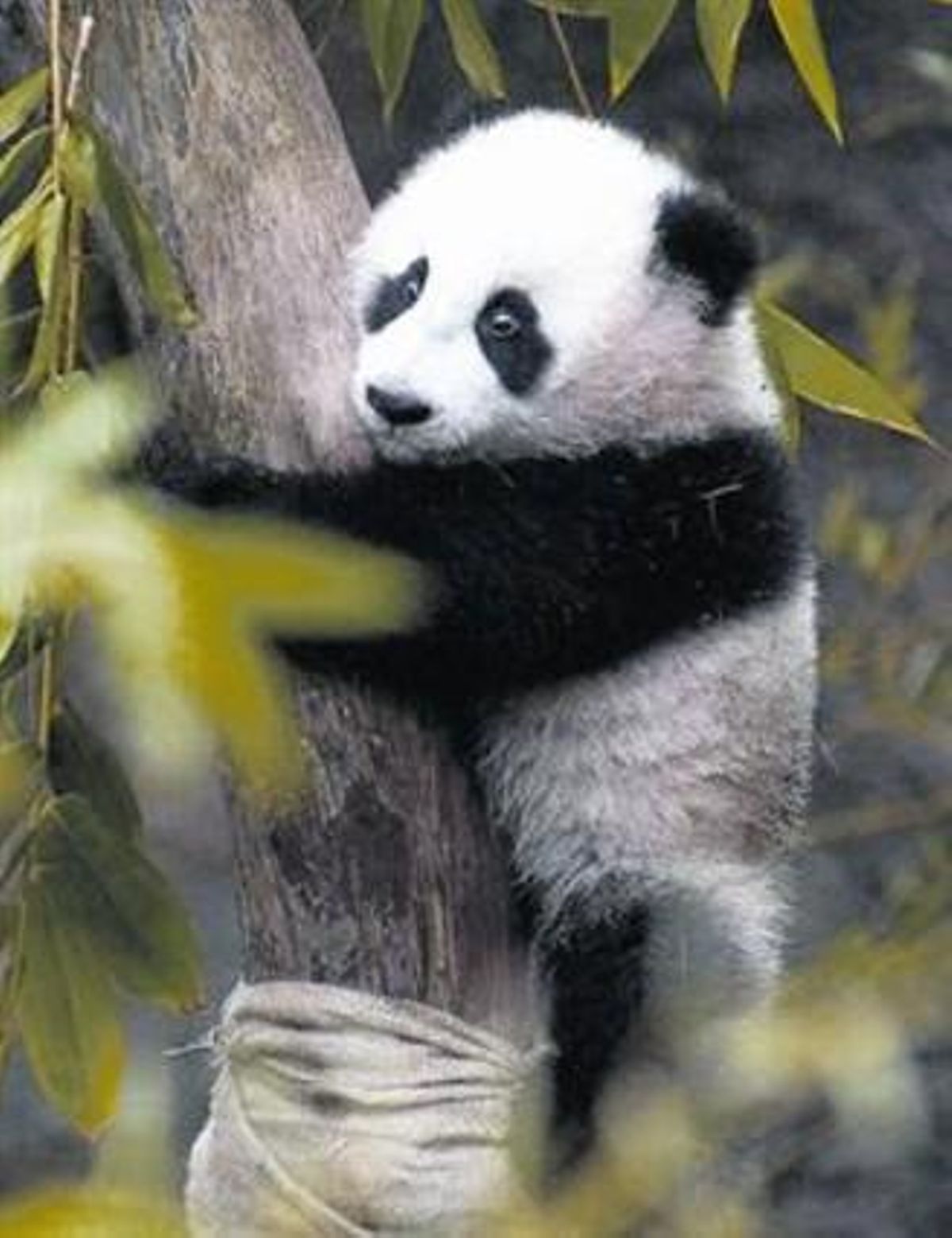 PANDA És una de les 420 espècies que la Xina considera en perill. PANDA És una de les 420 espècies que la Xina considera en perill.