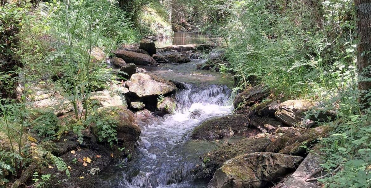 Arroyo La Ribera dentro del paraje de Pereira por el que discurrirá la ruta de senderismo. | CH. S.