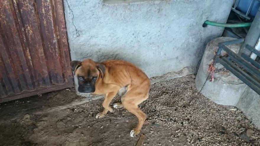 Estado en el que se encontraba el perro hace una semana