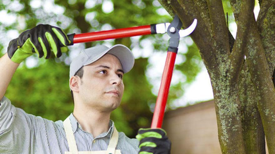 Jardinería: Tiempo de poda
