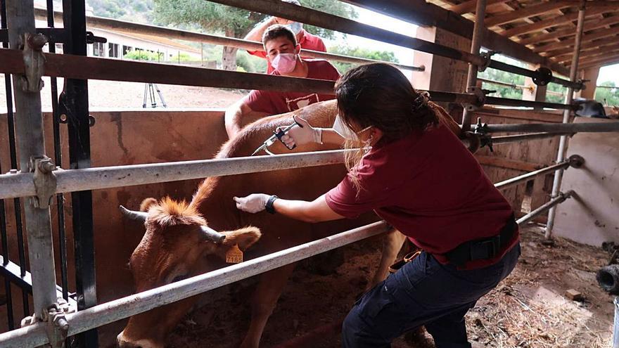 Agricultura detecta la presencia de lengua azul en 25 explotaciones ganaderas