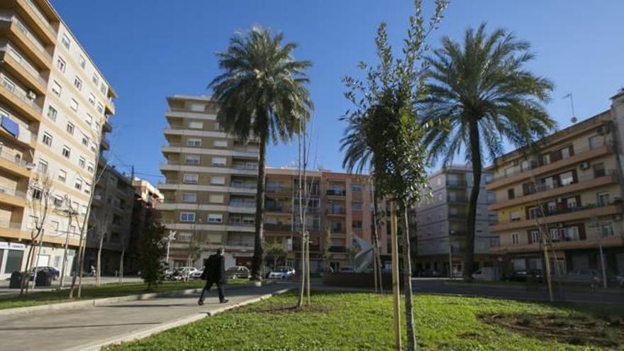 Algunos de los árboles que han empezado a plantarse en la plaza de Espanya de Gandia.