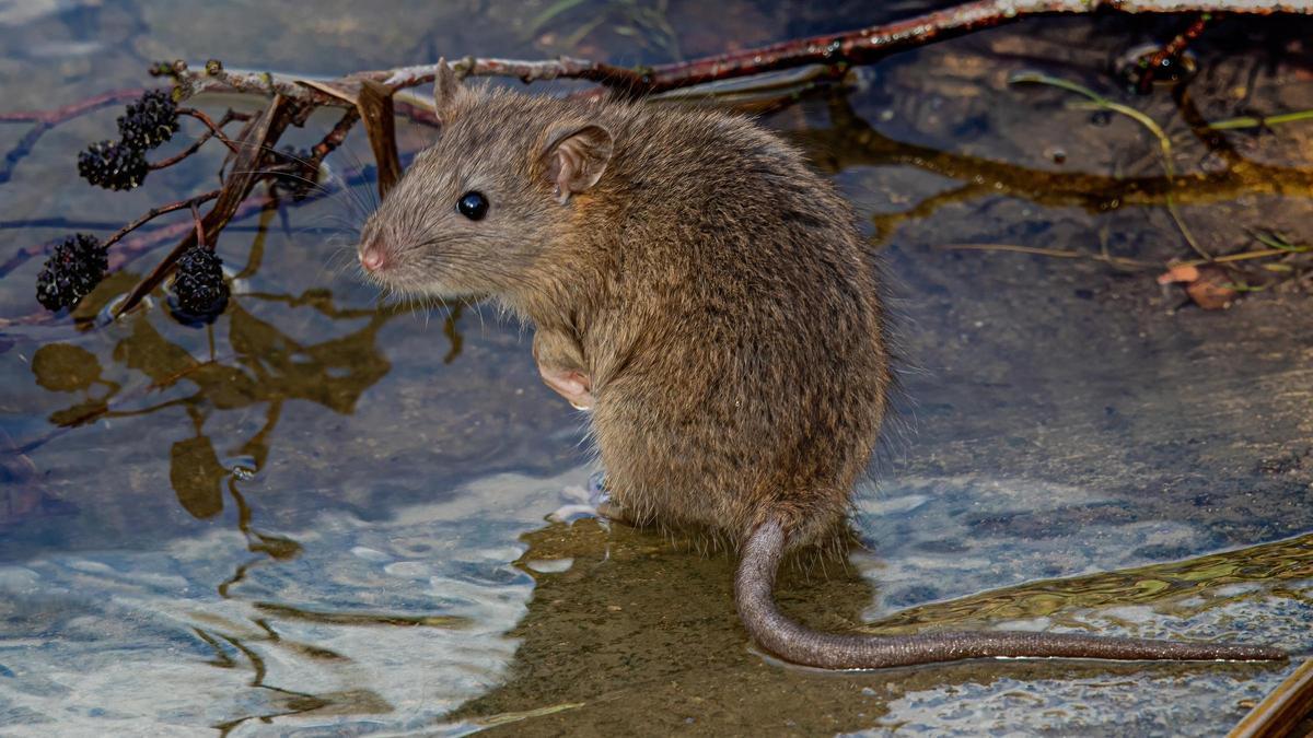 Una rata en una zona de riu