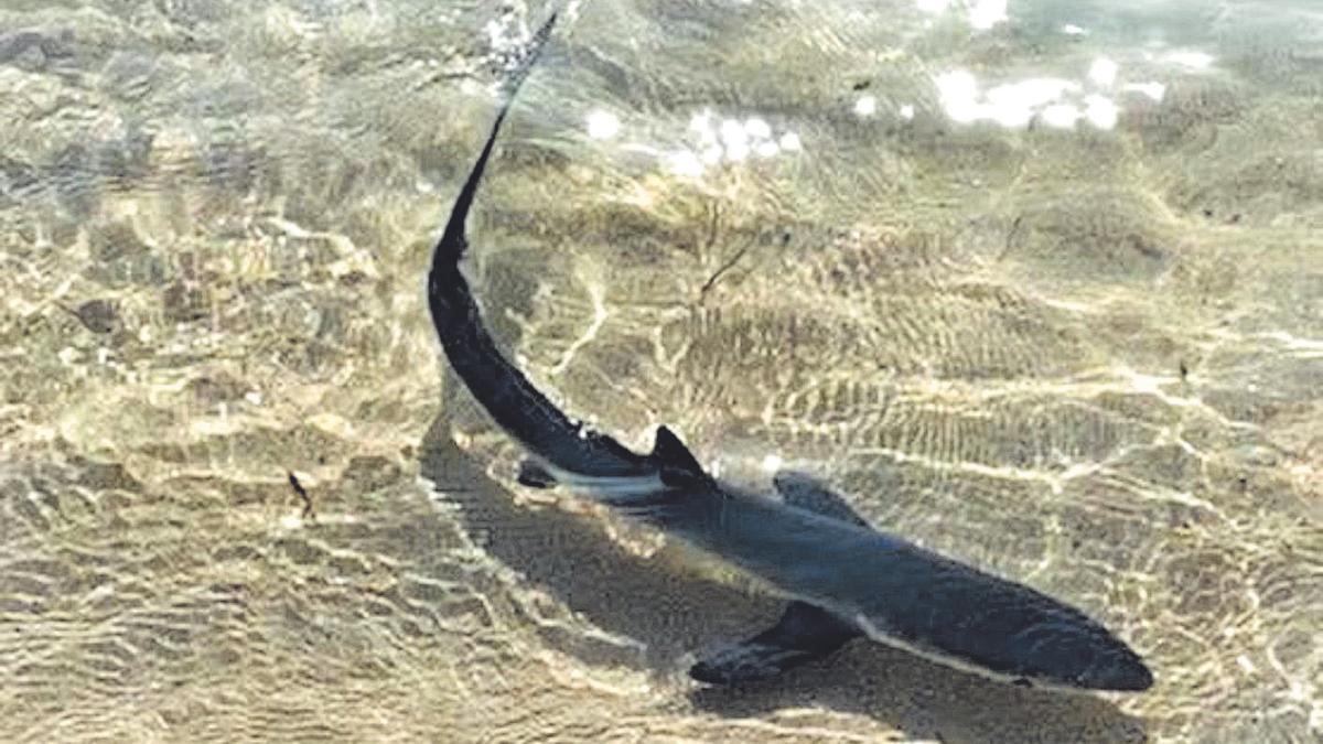 Las quenllas sorprenden a los bañistas en la ría de Aldán