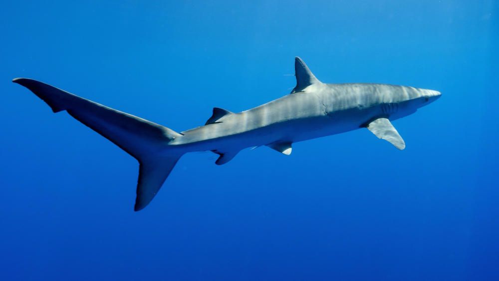 La mitad de los tiburones tintoreras grabados en alta mar de Balears llevaban anzuelos de palangre