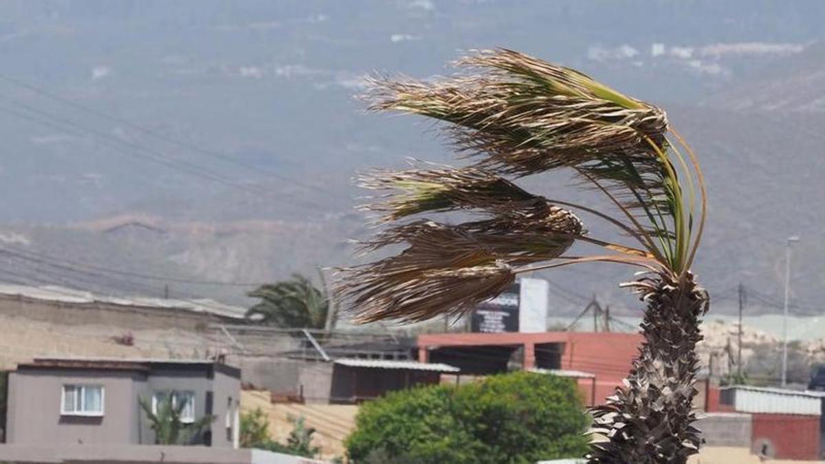 Imagen de archivo de una palmera azotada por el viento.