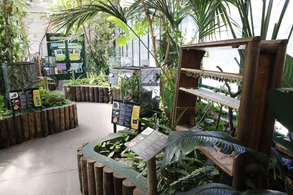 Vigozoo, el hogar de la mayor colonia de hormigas tropicales. // Alba Villar