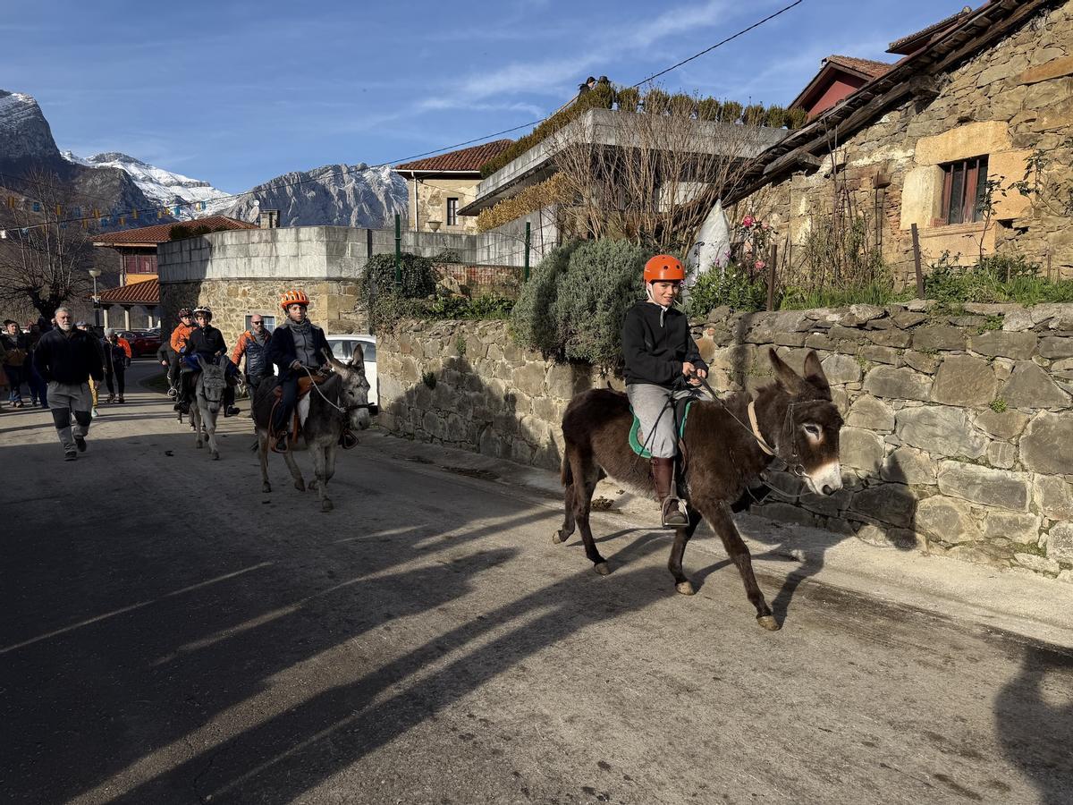 El guirria reaparece por el Año nuevo en Beleño