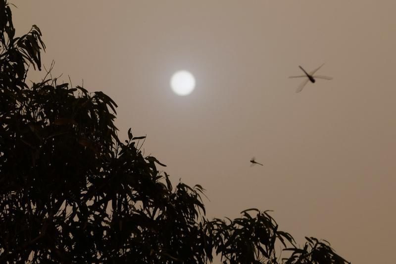 La Aldea - Agaete- Las Palmas de GC:. Incendio Tasarte y calima  | 23/02/2020 | Fotógrafo: José Carlos Guerra