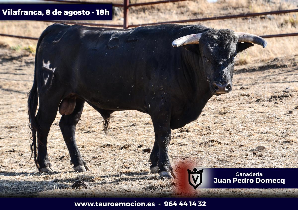'Pirata'. Número 164. Negro mulato.