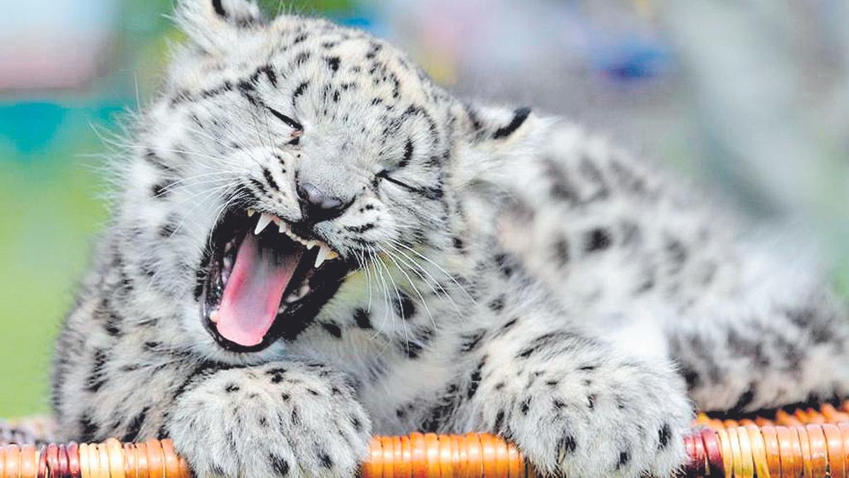 Ejemplar de Leopardo de las nieves