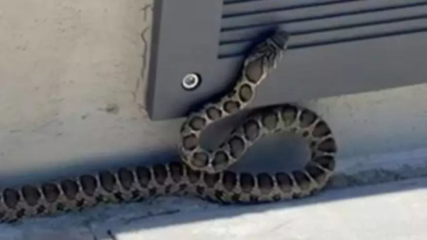 Vídeo: la presencia de una serpiente sorprende en el puerto de Ibiza