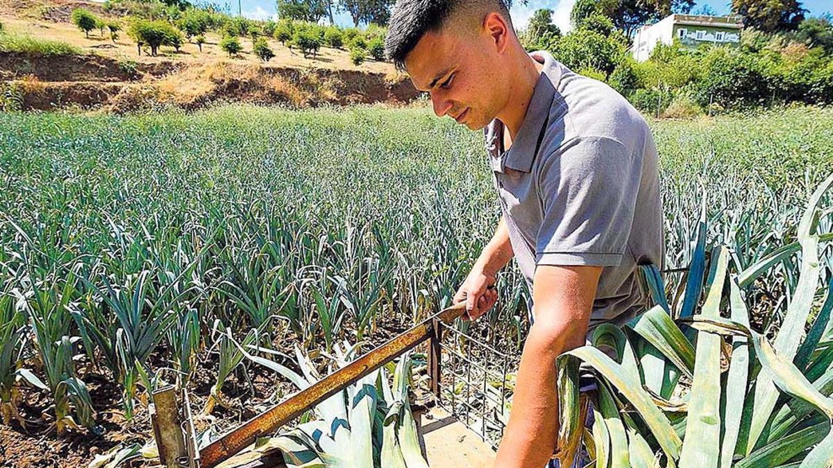 Un joven agricultor atiende un cultivo de puerros.