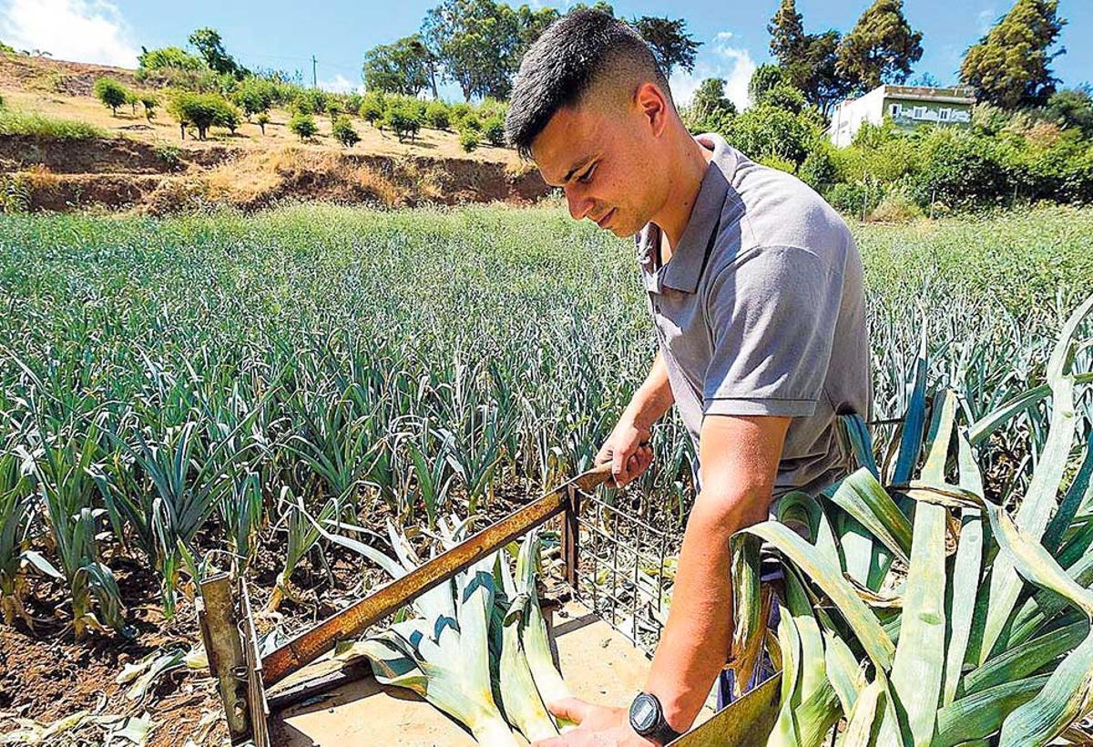 Un joven agricultor atiende un cultivo de puerros.