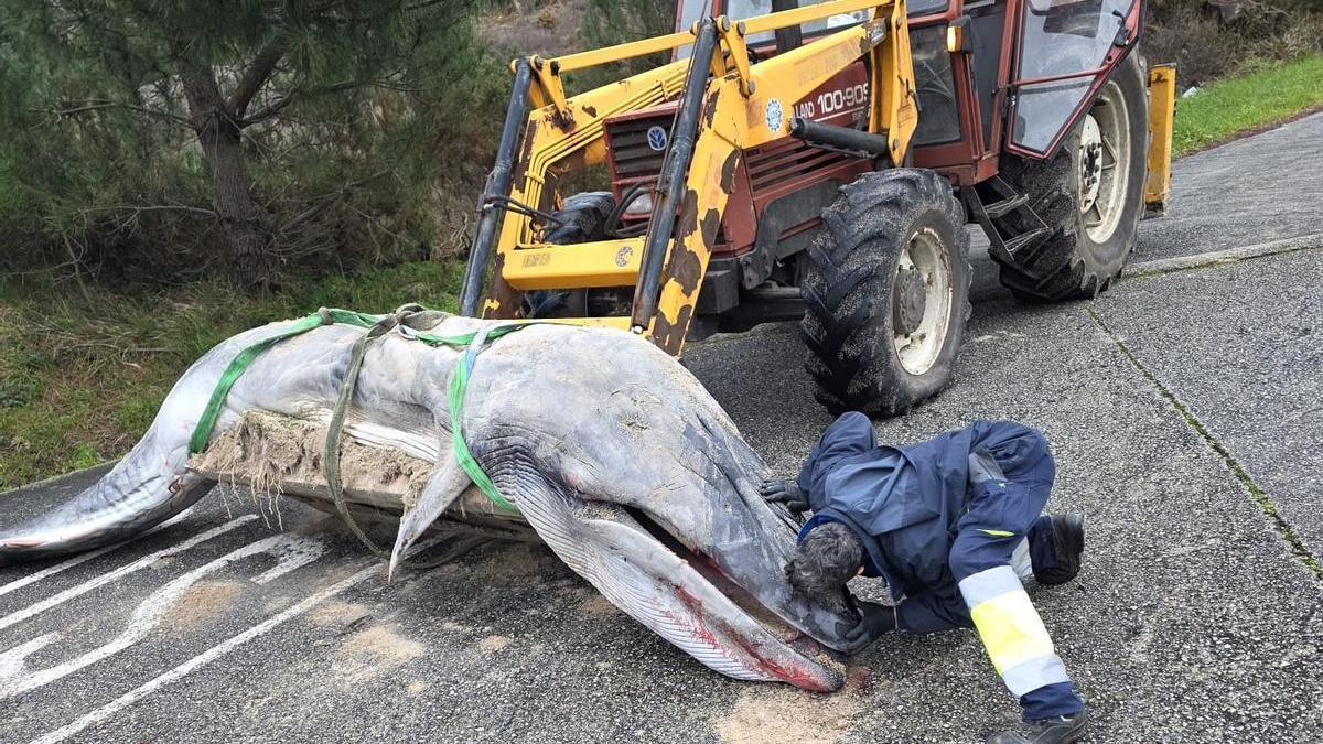 Retiran el cadáver de una cría de ballena de seis metros varada en una playa de Carnota
