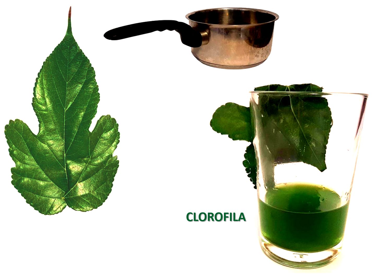 Las hojas y la clorofila - La Opinión de Murcia