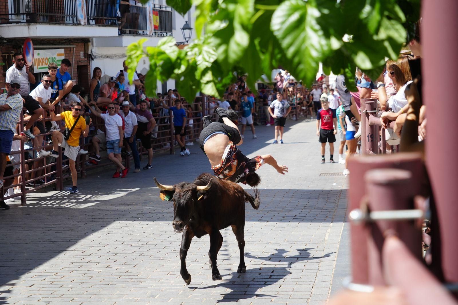 Alcaracejos vive con intensidad el inicio de sus tradicionales encierros de vaquillas