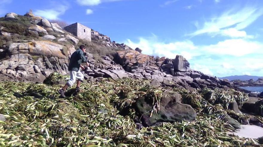 Imagen tomada ayer de los ejemplares varados en la arena de la playa de Nosa Señora.