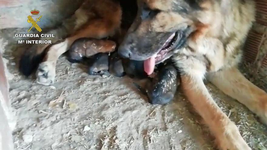 Investigan a dos personas en Teruel por enterrar vivos a seis cachorros de pastor alemán