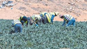 Jornaleros recogen una plantación hortícola en el Valle del Quípar, en Caracava de la Cruz