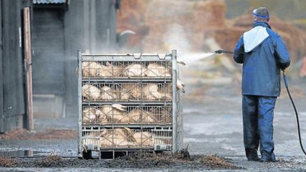 Un empleado fumiga unas jaulas con patos en una granja de Nafferton, en el norte de Inglaterra, ayer.