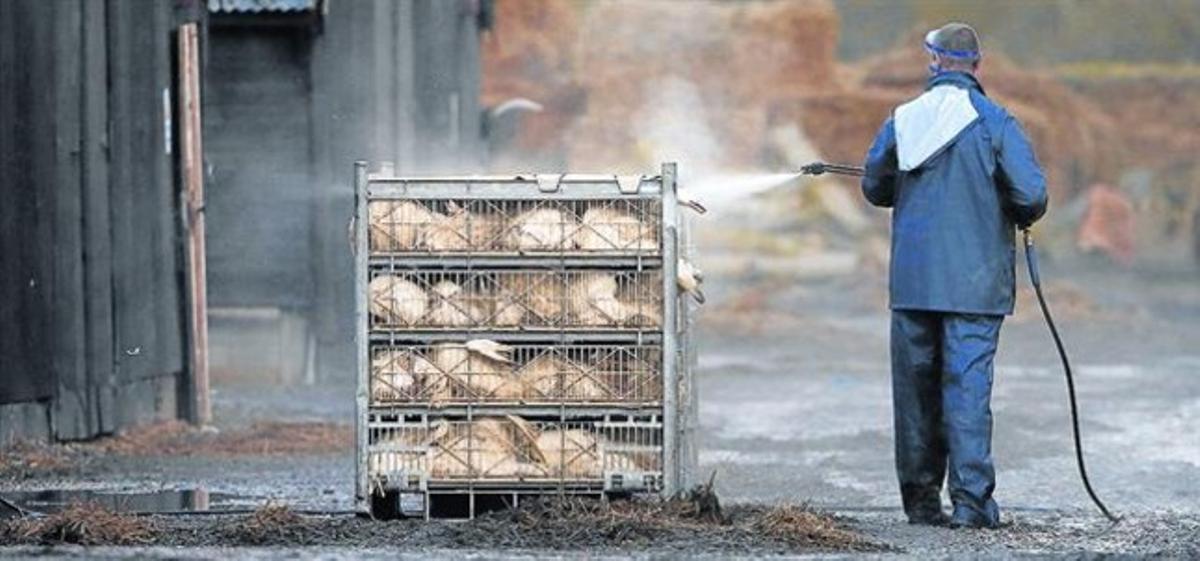 Un empleat fumiga unes gàbies amb ànecs en una granja de Nafferton, al nord d’Anglaterra, ahir.