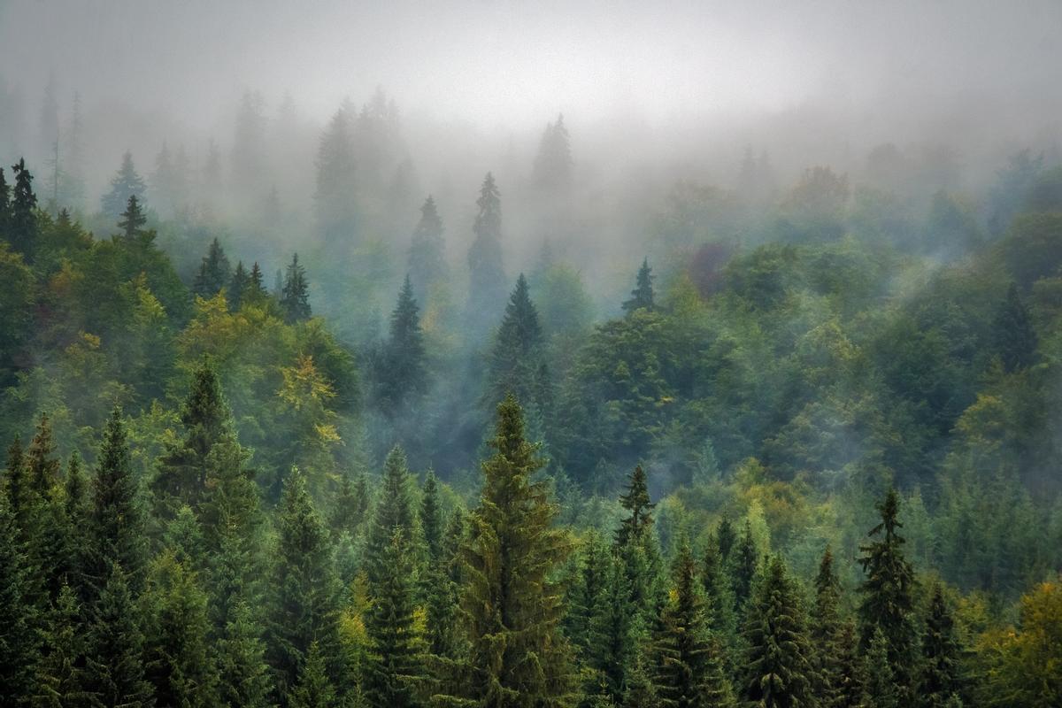 Algunos bosques registrasn 'inversiones de temperatura'.