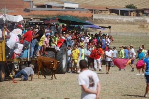 Suelta de vaquillas en las fiestas de La Visitación en Fuentesaúco