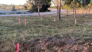 Tallen per seguretat dos roures a la Via Verda entre Garrigàs i Arenys d'Empordà