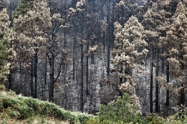 Zonas arrasadas por el incendio en el Norte de Tenerife