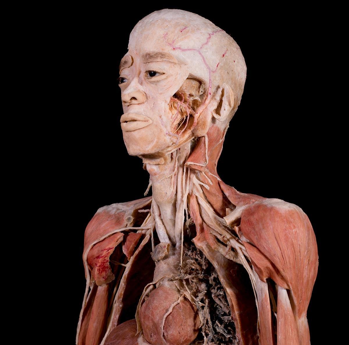 Otro de los cuerpos integrados en Bodies Evoution.