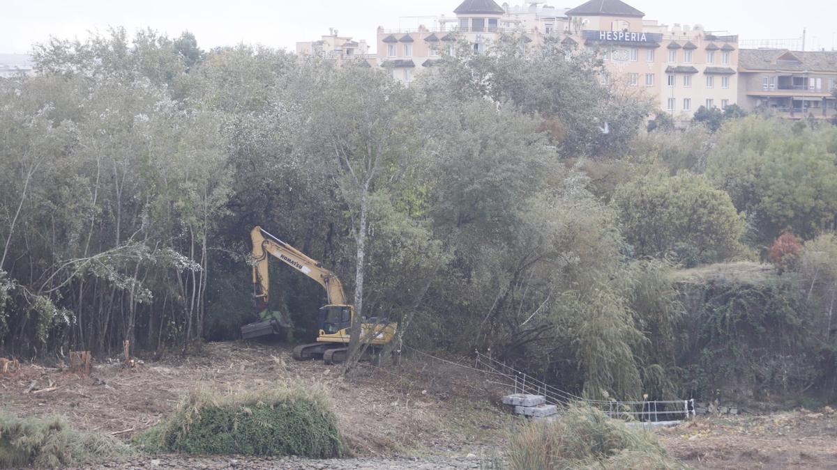 Trabajos de poda y retirada de vegetación invasiva en los sotos de la Albolafia.