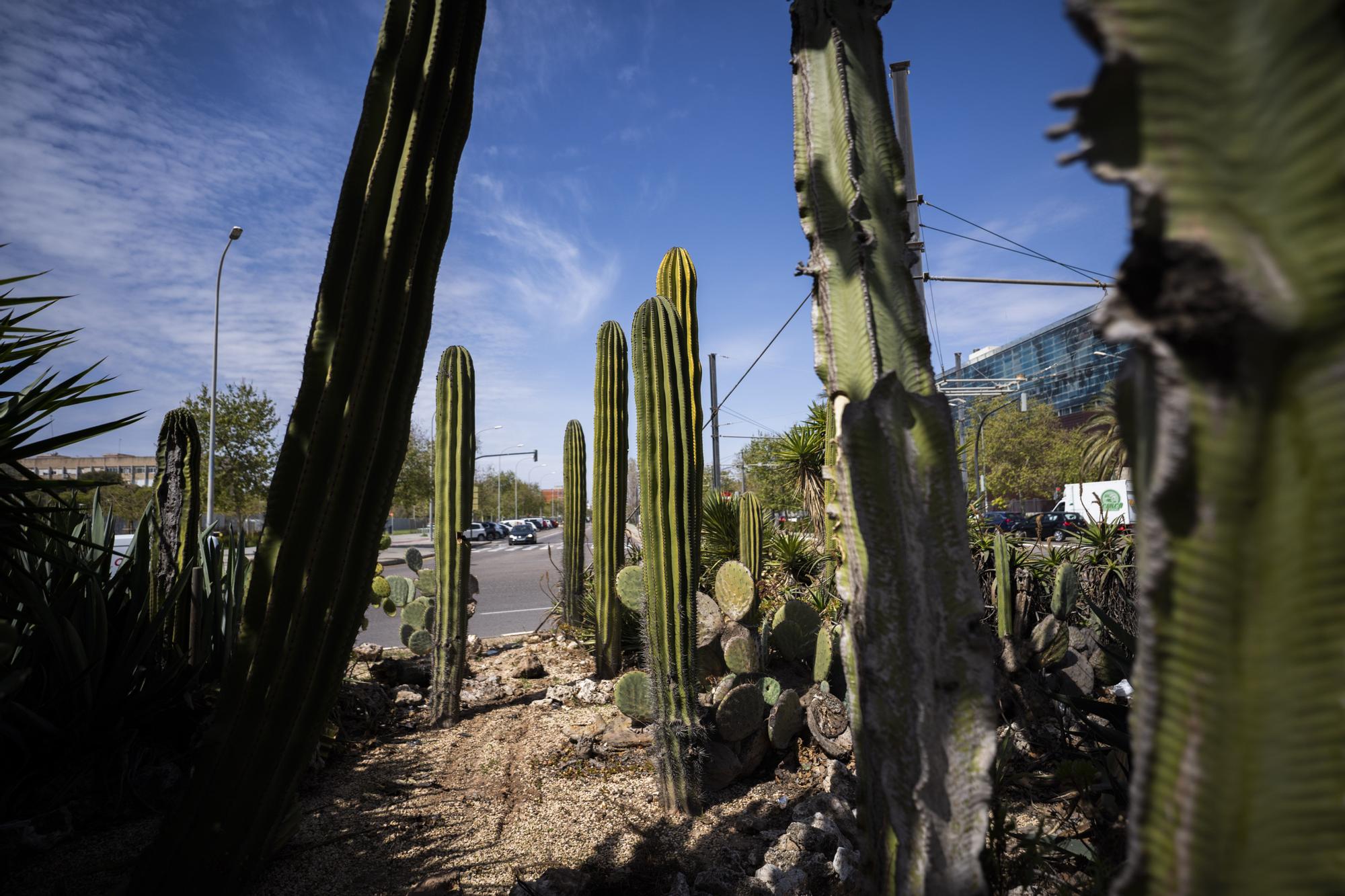 ¿Conoces los jardines de cactus de València?