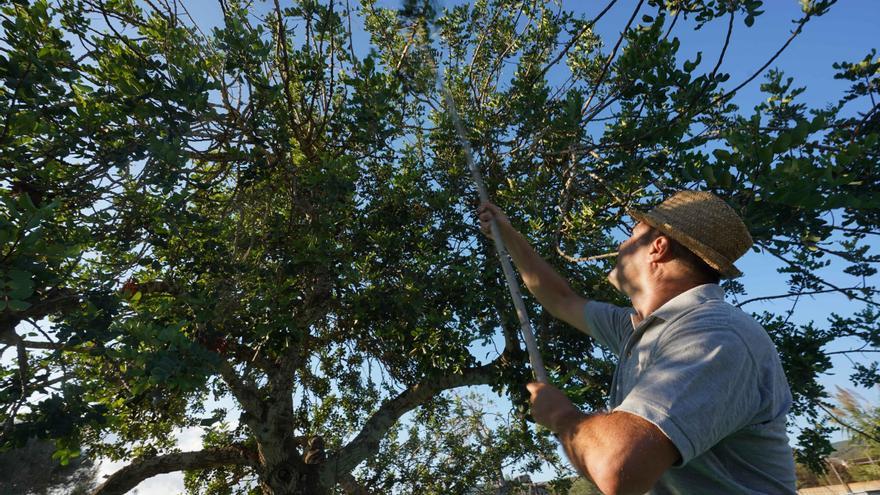 Ibiza recoge un 27% más de algarroba pese a que su precio ha caído un 71% desde 2022